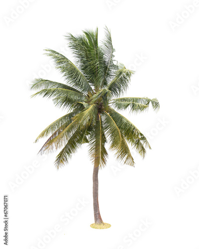 Coconut palm tree isolated on white background © WS Films