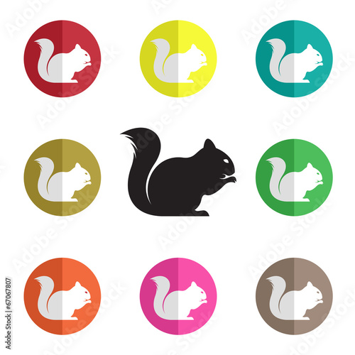 Vector group of squirrel