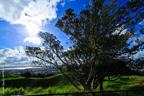 Tree at auckland's Mount Eden New Zealand