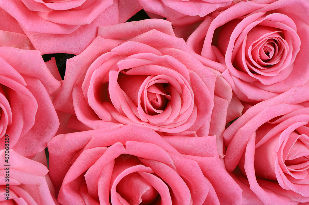 Pink rose as a background Pink rose as a background