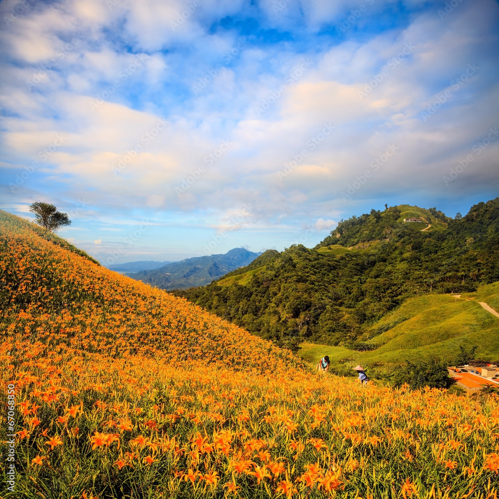 orange daylily on sixty stone mountain, Taiwan