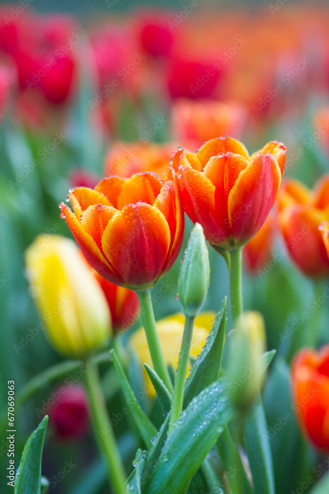 Fototapeta premium Orange tulips with bokeh