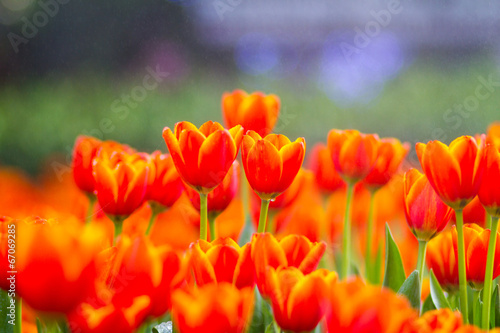 Orange tulips