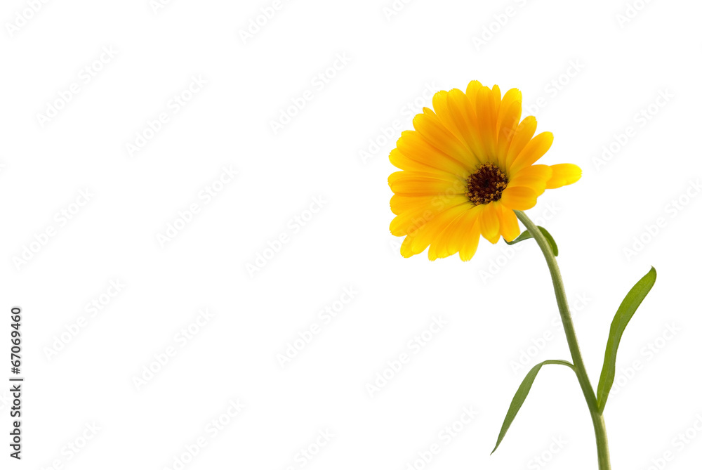 Naklejka premium Ringelblume