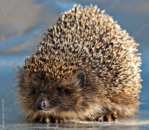 hedgehog