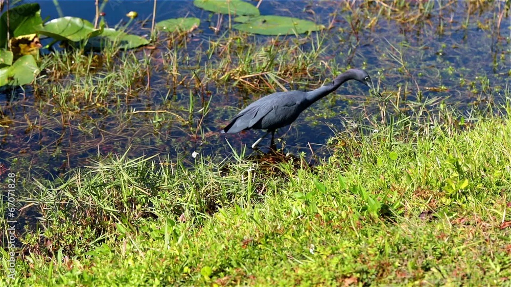 Little Blue Heron, Florida, USA Little Blue Heron, Florida, USA
