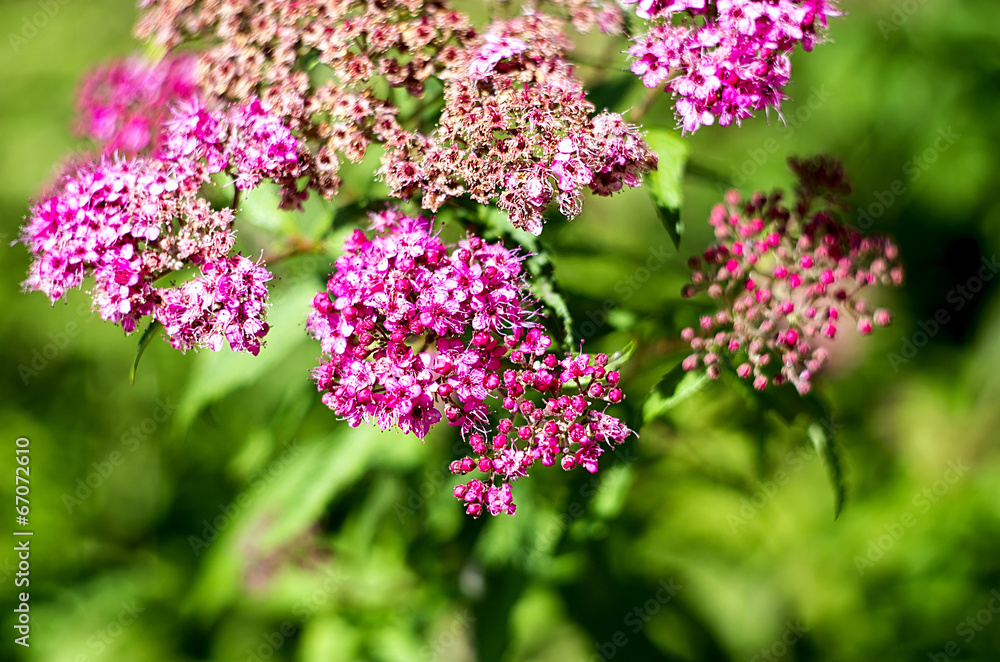 Japanese spirea bush in bloom Japanese spirea bush in bloom