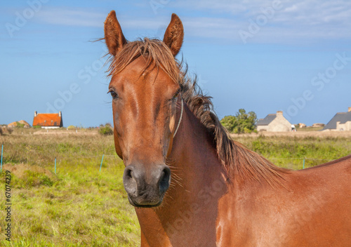 Cheval anglo arabe en portrait