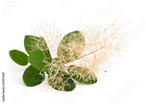 Cotinus flower isolated