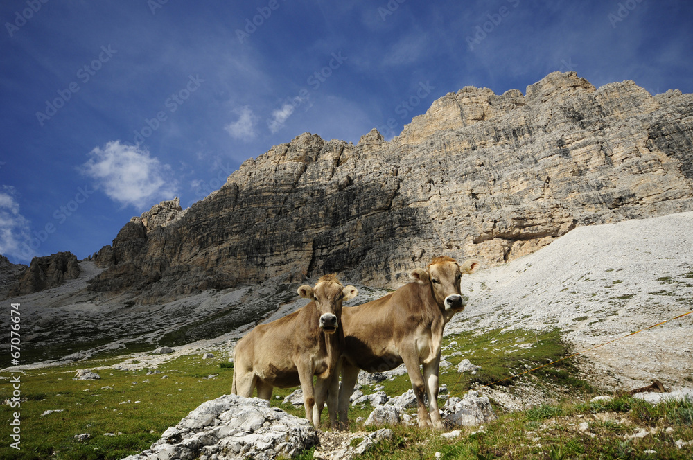 Mountain cows