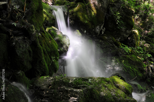 Creek in the forest