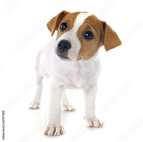 puppy jack russel terrier © cynoclub