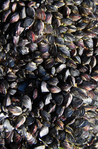 Mussel colony