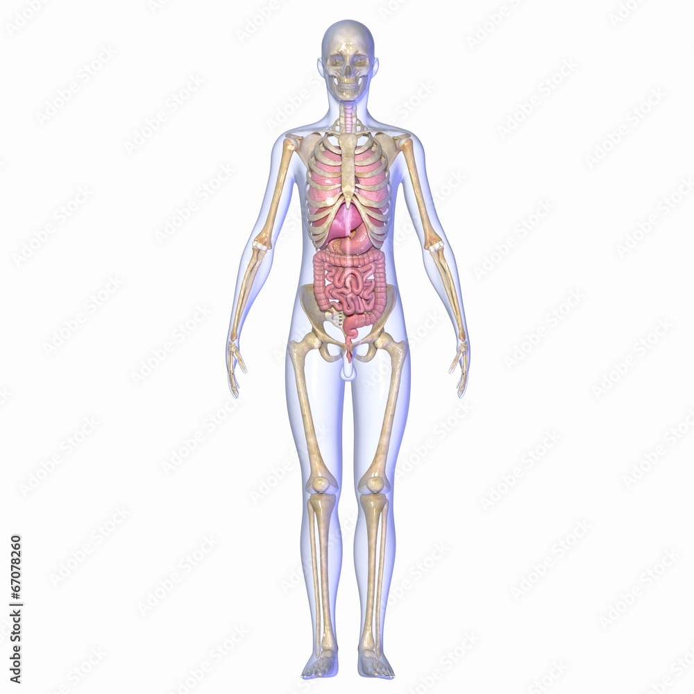 Skeleton with organs Skeleton with organs