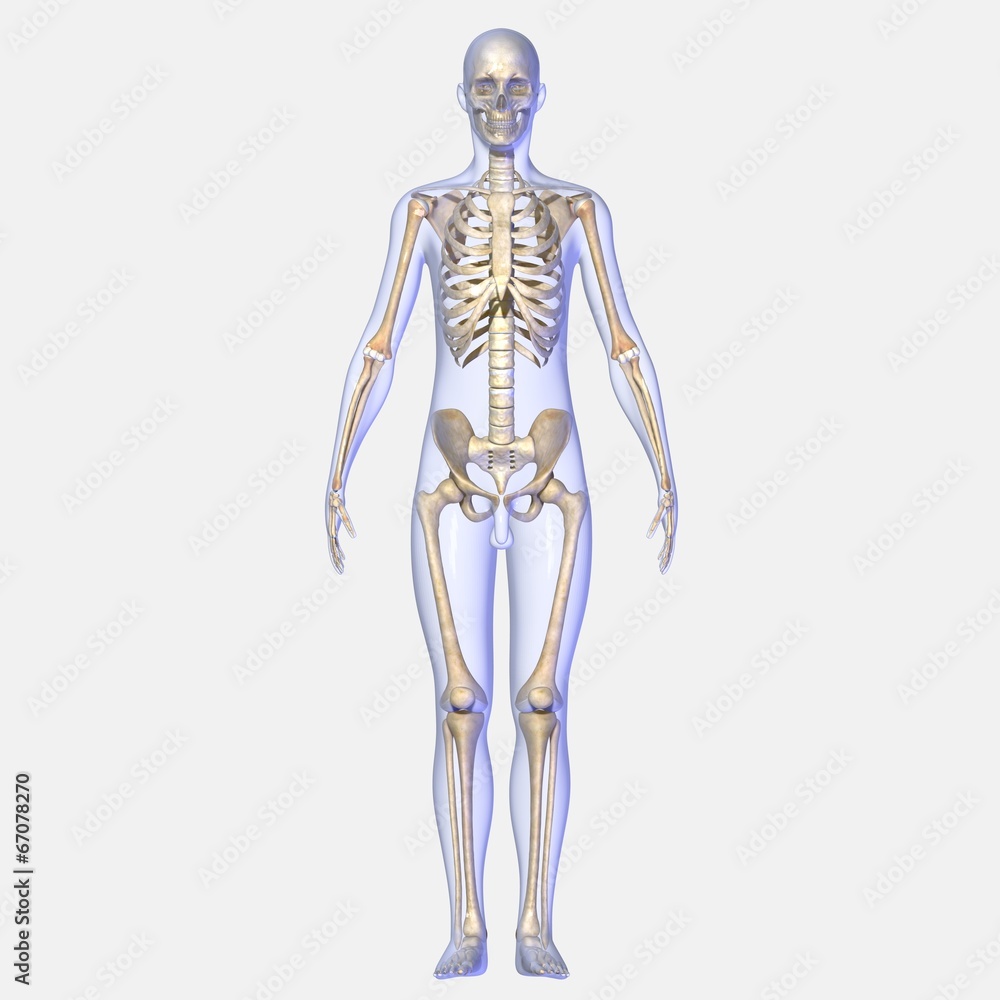 Human Skeleton Human Skeleton