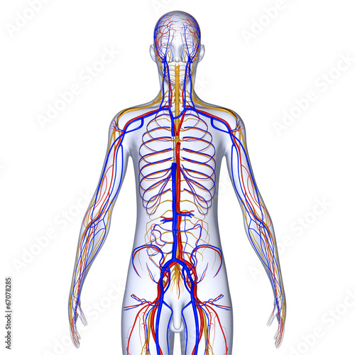 Nervous system photo