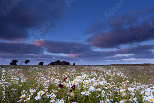 sunset over chamomile flowers field