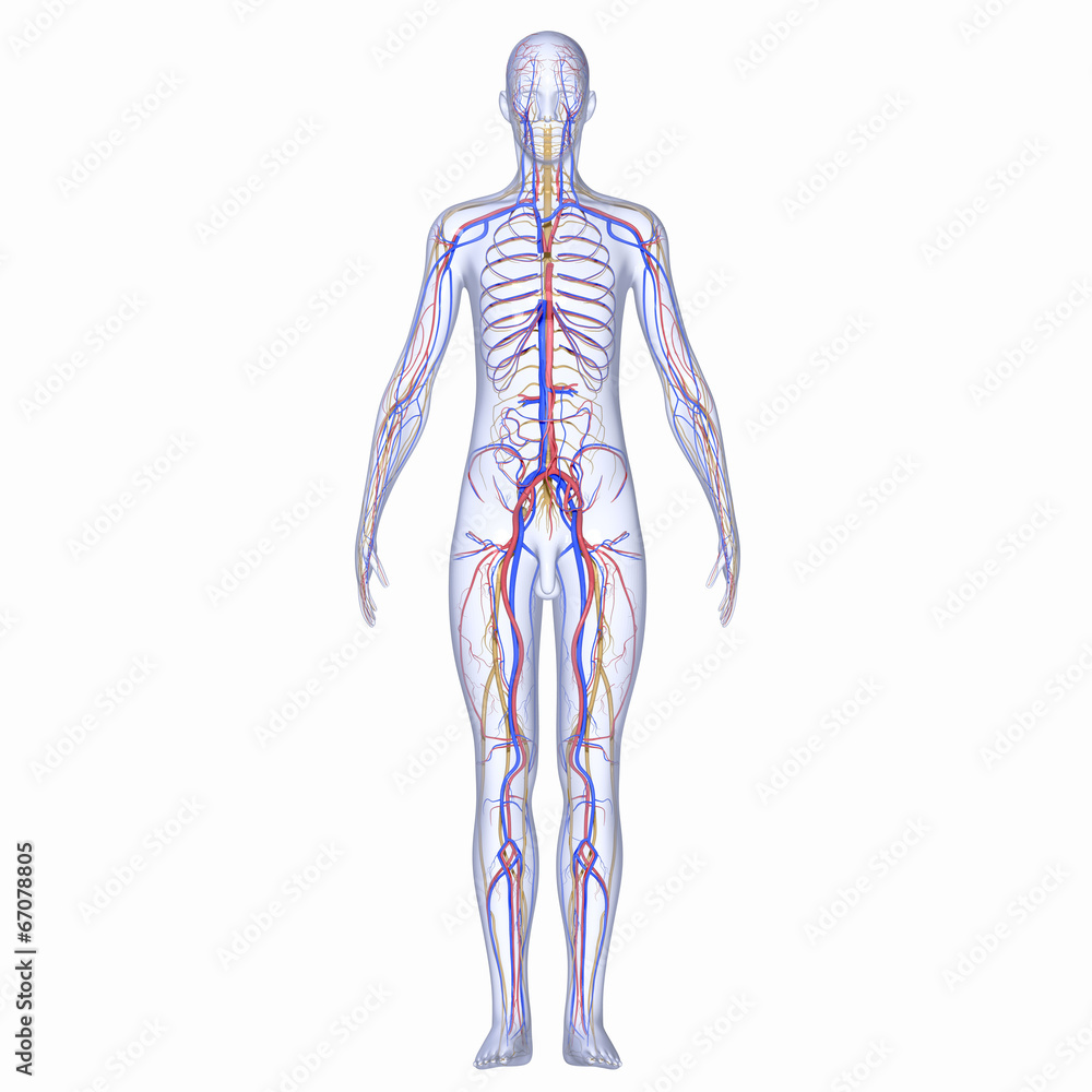Nervous system Nervous system