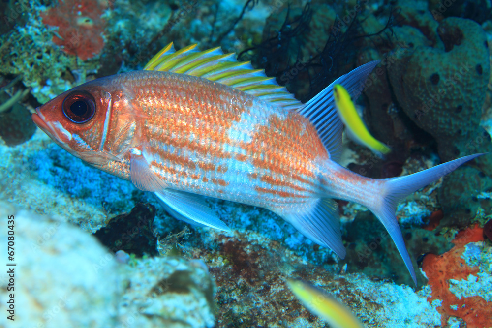 Squirrelfish in the caribbean sea Squirrelfish in the caribbean sea