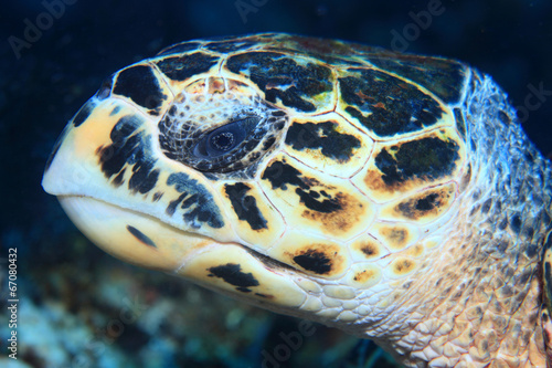 Portrait of Hawksbill sea turtle