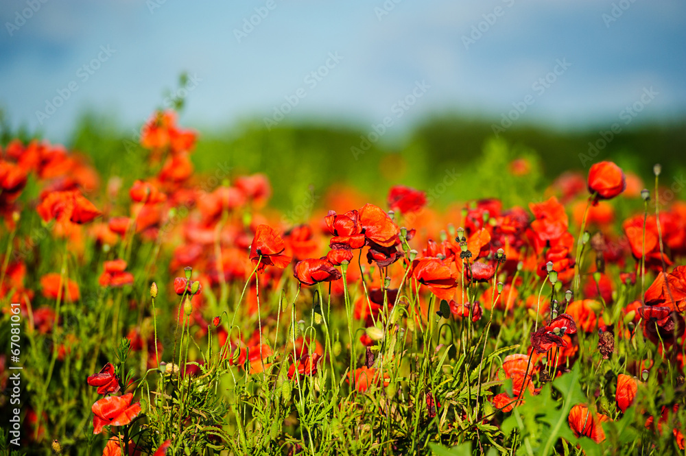 beautiful bright red poppy flowers with blue sky in background