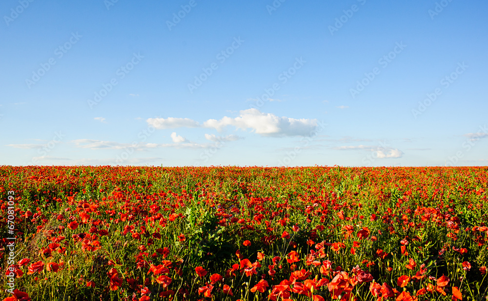 beautiful bright red poppy flowers with blue sky in background beautiful bright red poppy flowers with blue sky in background