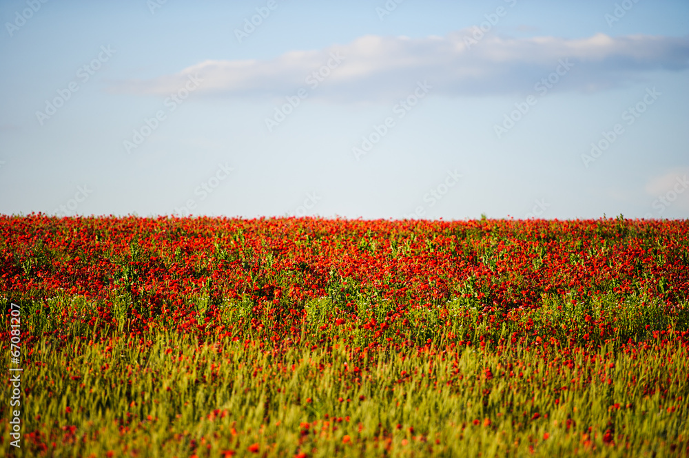 beautiful bright red poppy flowers with blue sky in background beautiful bright red poppy flowers with blue sky in background