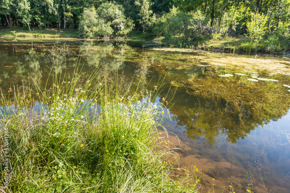 At the edge of a small lake At the edge of a small lake