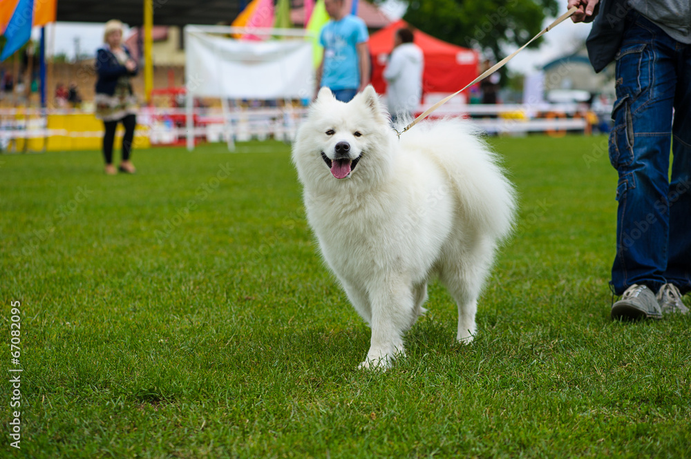 Dog Dog