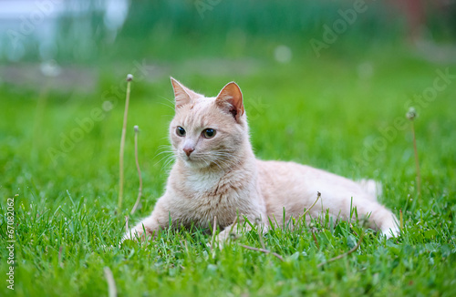 Funny cat on the green grass