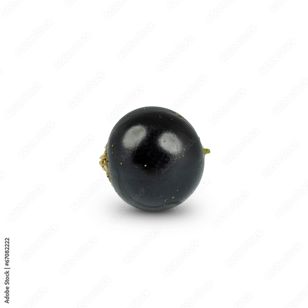 blackcurrant blackcurrant