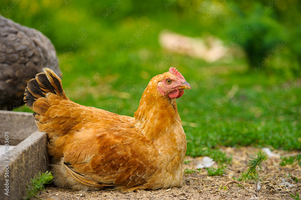 Fototapeta premium chicken