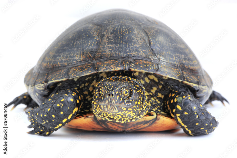 Fototapeta premium turtle