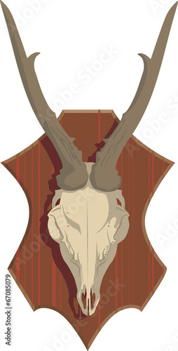 Deer skull