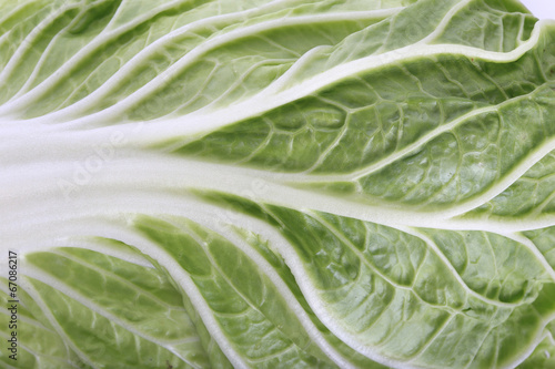 chinese cabbage close up, green plant texture background