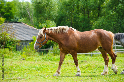 Horse in meadow. Summer day © The Len