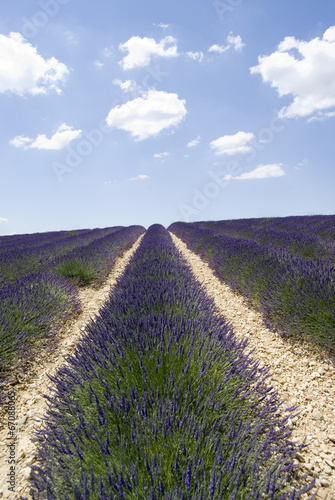 Lavender field in Valensole, South-eastern France