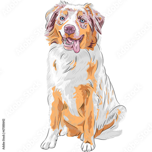 vector dog Red Australian Shepherd breed