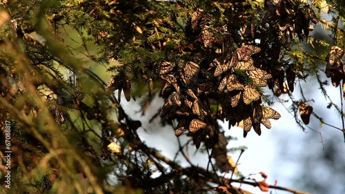 Monarch Butterfly Biosphere Reserve, Mexico photo