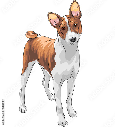 vector sketch hunting dog Basenji breed