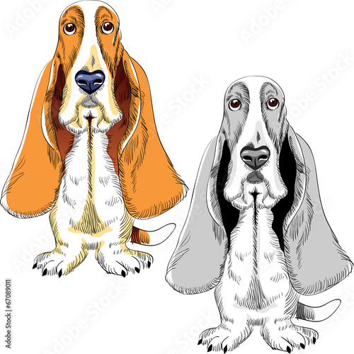 vector set dog Basset Hound breed