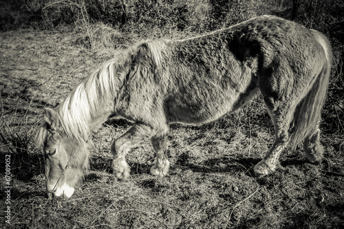 Fotografija workhorse