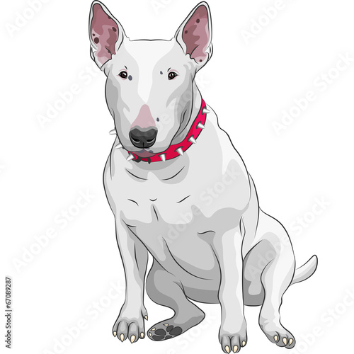 Billede på lærred vector cartoon Bull Terrier Dog breed sitting
