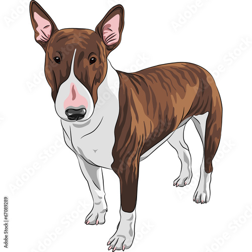 Leinwand Poster vector smiling cartoon Bull Terrier Dog breed