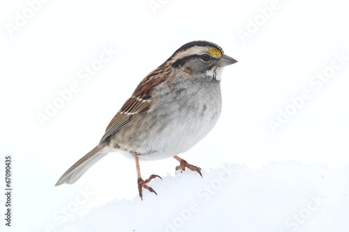 White-throated Sparrow (Zonotrichia albicollis) © Steve Byland