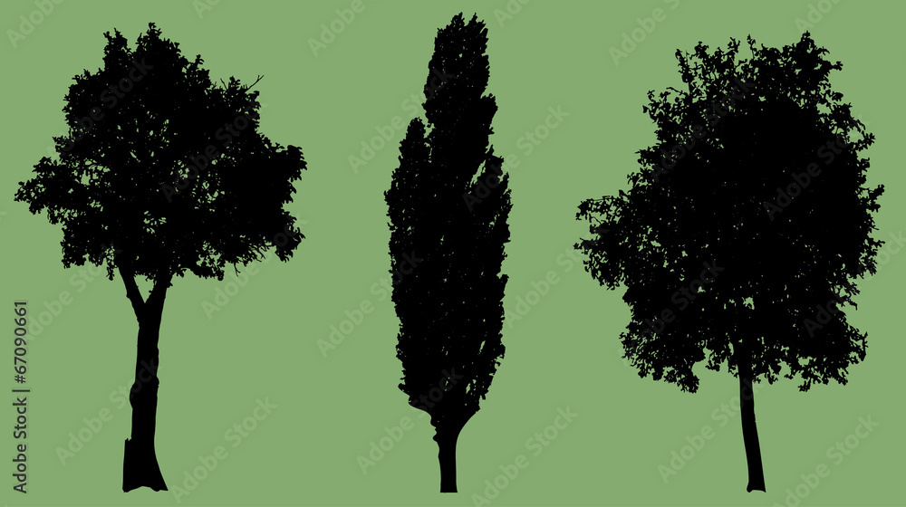 Fototapeta premium Vector silhouette of tree.
