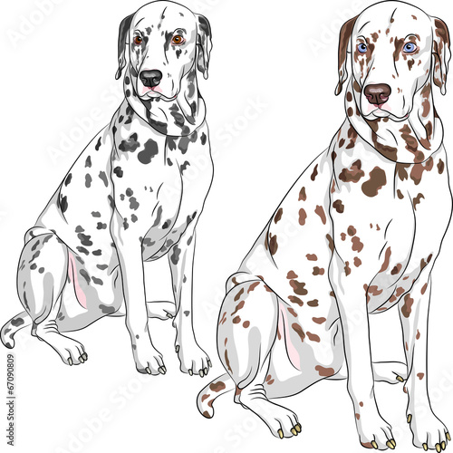 vector set dog Dalmatian breed sitting