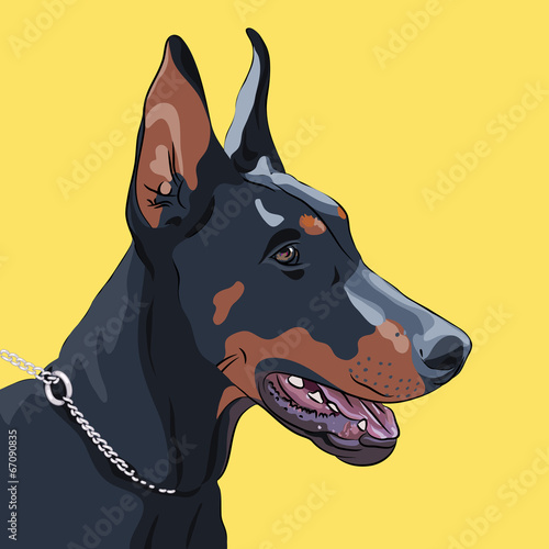 vector closeup serious dog Doberman Pinscher breed