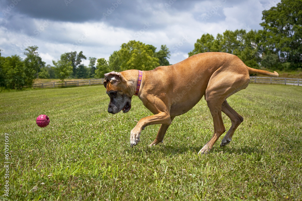 Great Dane playing with red ball Great Dane playing with red ball