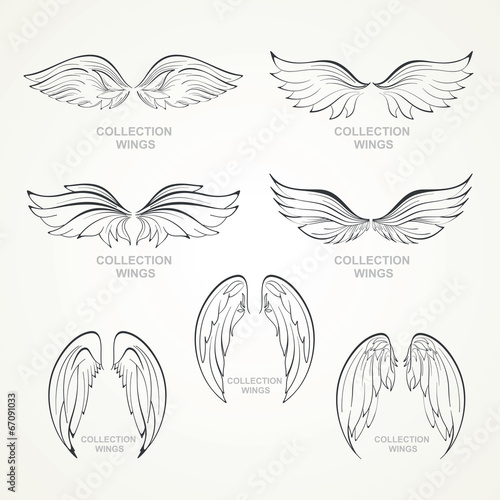 wings collection